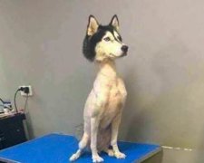 Голый хаски взбудоражил сеть