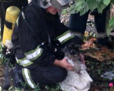 Київські пожежники врятували собаку