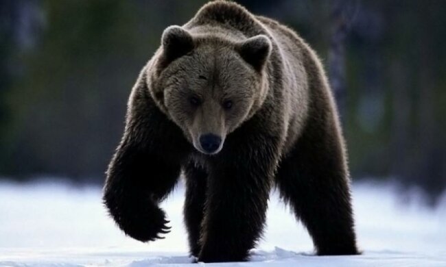 Вчені знайшли причину вимирання хижаків льодовикового періоду