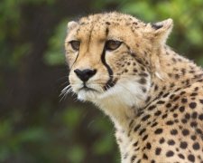 Камера показала біг гепарда від першої особи