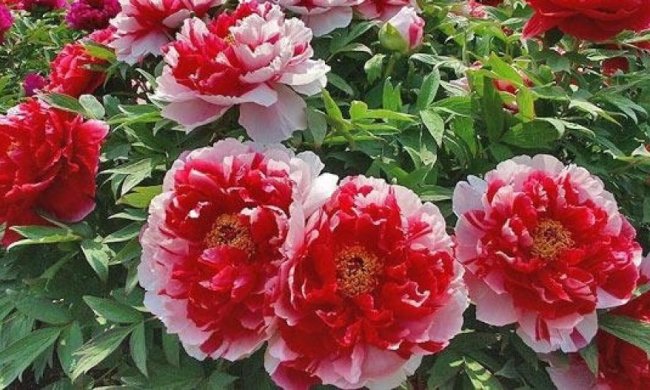 Насіння півонії захистить від раку