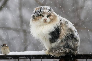 А казали, що весна