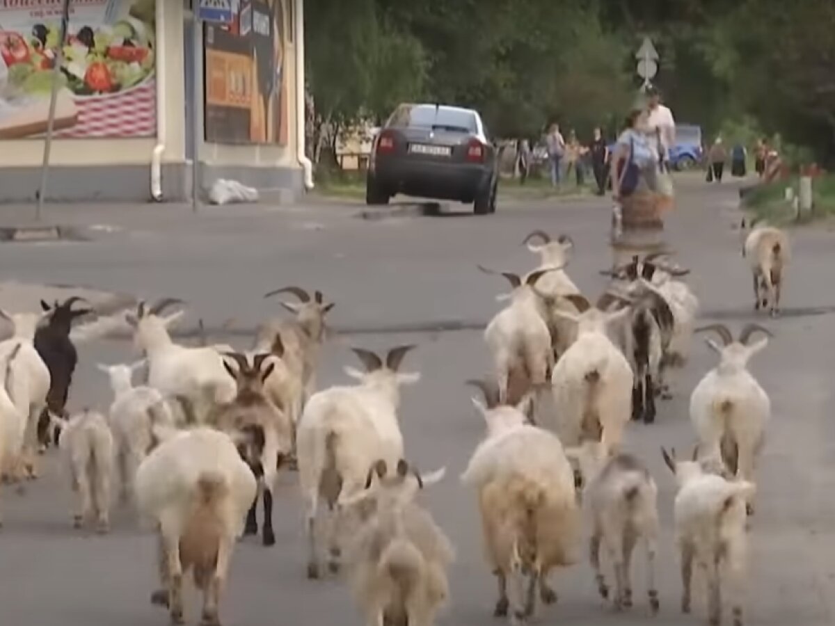 В Киеве женщина держит стадо из тридцати коз - ЗНАЙ ЮА