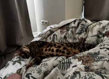 Котик, фото: Знай.ua