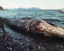 95 тонн нафти вилилось у Північне море