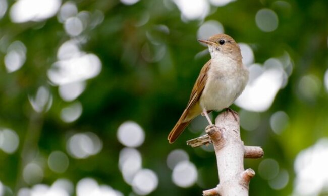 Пташка, скріншот: YouTube