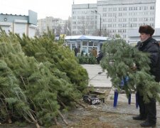 Новорічна ялинка-красуня приховує в собі небезпечних шкідників, їх десятки тисяч: як розпізнати загрозу