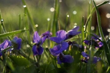 25 липня: що потрібно знати про цей день