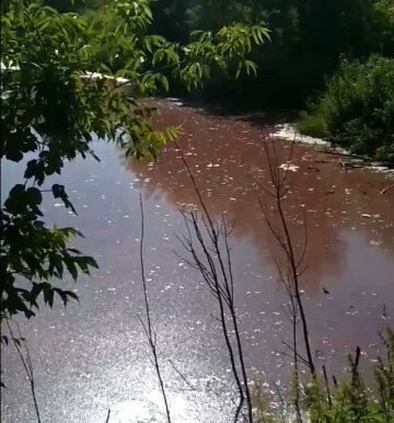 Ставок, скріншот з відео