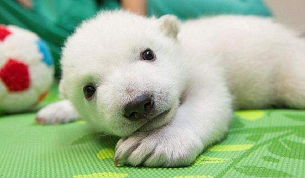 Як зростає маленький білий ведмедик 