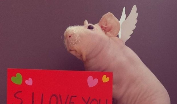 Instagram покорила лысая морская свинка Людвик