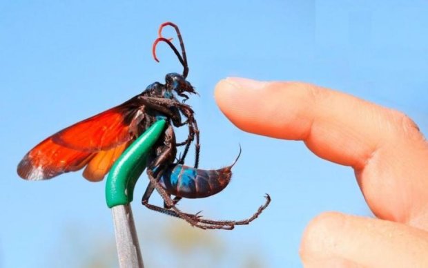 Опасные насекомые атакуют украинцев: как защититься