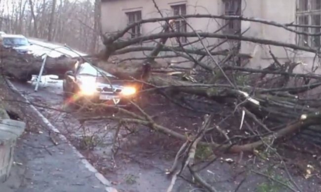Дерево упало на львовское такси: у водителя сотрясение мозга (видео)