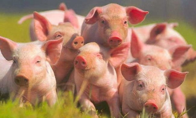 Під Києвом 60 тисяч свиней усиплять через африканську чуму 