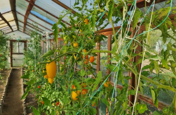 Помидоры, огород, фото из свободных источников