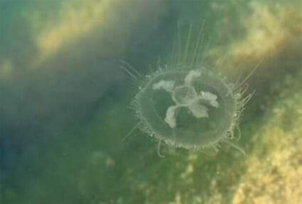 Пресноводная медуза, фото из instagram