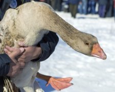 На Харківщині судять жінку, яка побила сусідку живими гусьми 