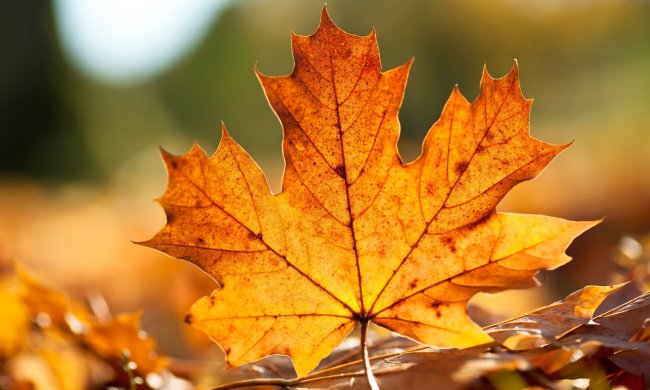 Погода на 9 ноября: пятница заслепит и приморозит украинцев