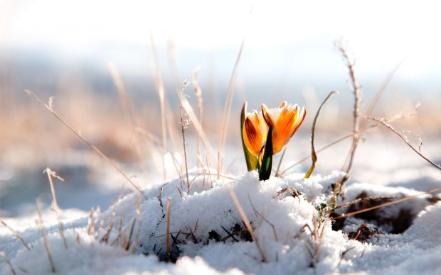 Погода на 23 марта: весна принесет снежные сюрпризы
