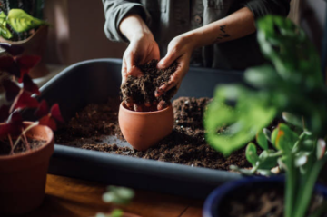 Пересадка квітів, зображення з вільних джерел