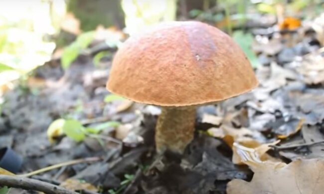 Грибы, кадр из видео, изображение иллюстративное: YouTube