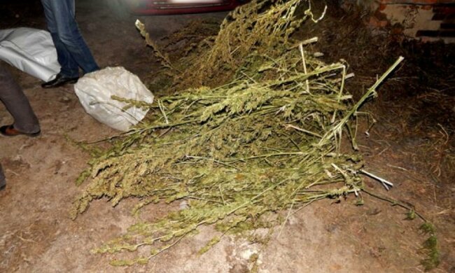 Мужчина на Полтавщине хранил четыре мешка конопли во дворе (фото)