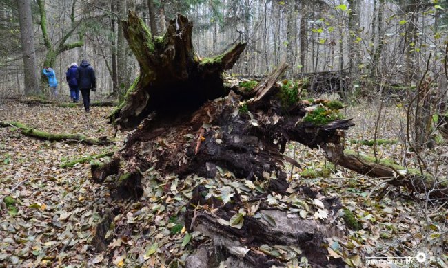 Исследователи