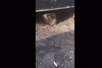 На Харьковщине зубатый житель леса прибежал к спасателям: "Беда!"