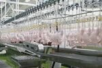 Українців годують небезпечним м'ясом - як збільшують вагу курки, відео не для людей зі слабкими нервами