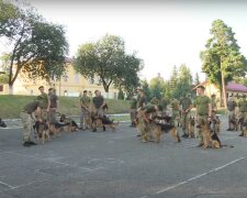 службові пси, скріншот з відео