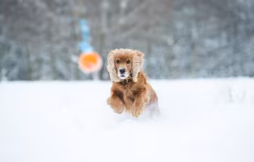 Собака гуляє взимку / фото: Pixabay