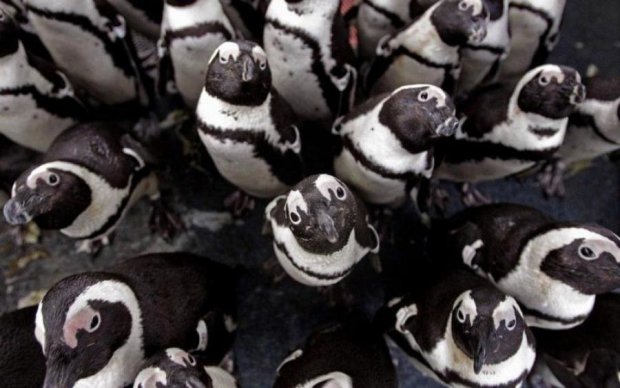 Очковые пингвины удивили организованной охотой: видео