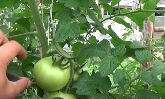 Томати. Фото: YouTube