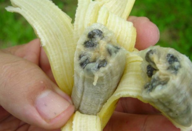 Бананам загрожує вимирання через смертельну хворобу