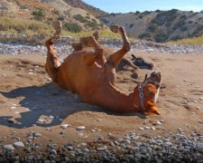 Адская жара не помеха: одессита едва не избили за издевательство над лошадью