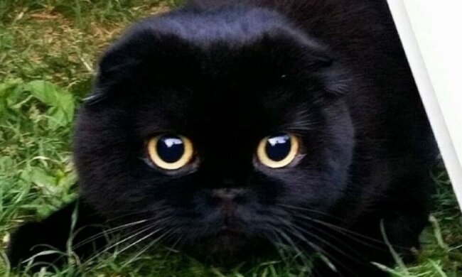 Кіт-мисливець на покемонів захопив соцмережі (ВІДЕО)