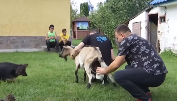 Балованная коза Галя с Тернопольщины стала звездой сети – губы уточкой и оголенное вымя
