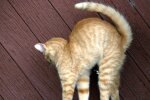 Котик, кадр из видео