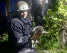 Малюк впав у глибоку яму і міг тільки скавчати, рятувальники терміново прибули на місце