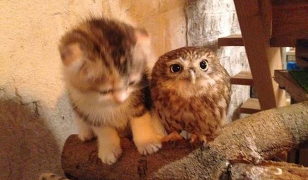 Дружба между совой и котенком покорила интернет (фото, видео)