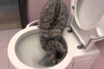 Коти п'ють з унітазу, скріншот: YouTube
