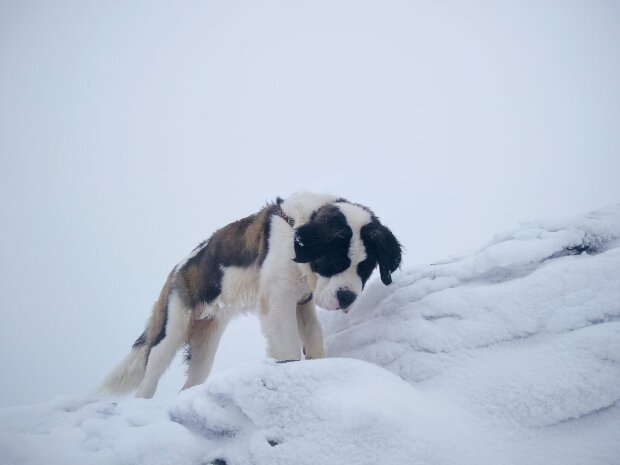 Сніг у Карпатах, фото: Василь Фітсак