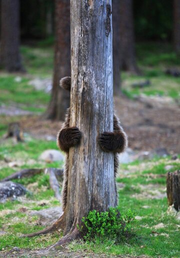 Найкращі кадри природи, фото: Comedy Wildlife Photography Awards