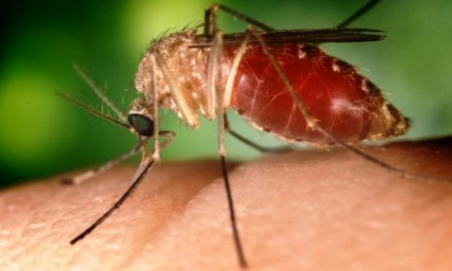 Комарів приваблює запах хворих людей