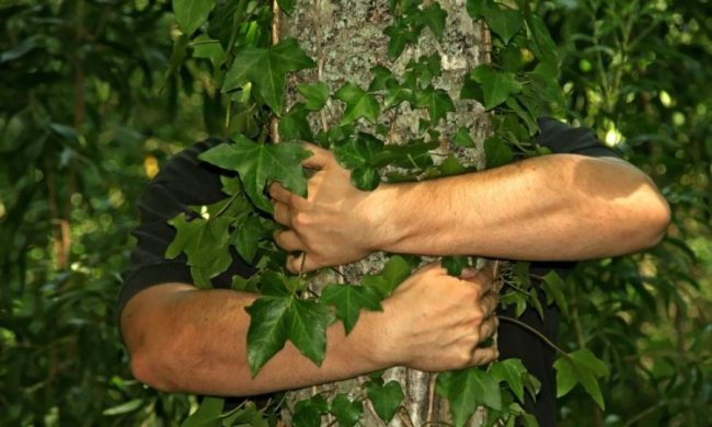 Творять дива: 5 цілющих рослин