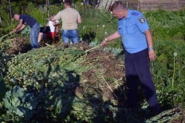 Поліція викрила черговий "наркокартель" пенсіонерок