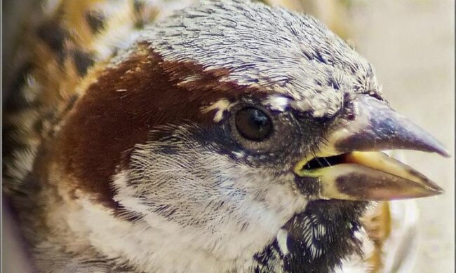 Биологи объяснили причину "прекращения" эволюции