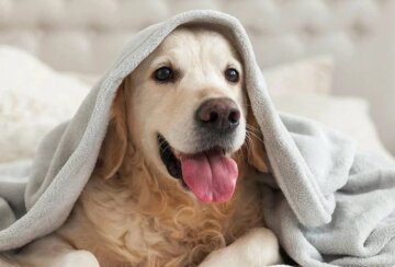 Одеяло, собака, изображение из свободных источников