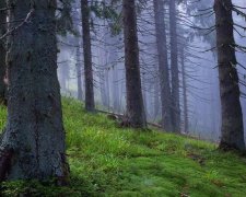 Держлісагентство схвалило обґрунтовану санвирубку лісів