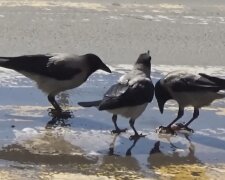 Ворони: фото скрін Ютуб